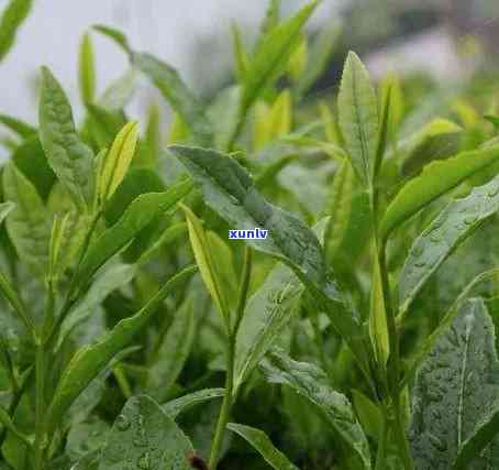 普洱茶饼长期存是否可行？解读普洱茶保质期与品饮时间的关键因素