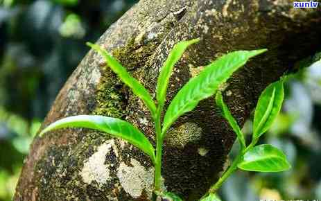 普洱茶一斤的价格是多少？以及如何鉴别优质普洱茶和价格的合理性？