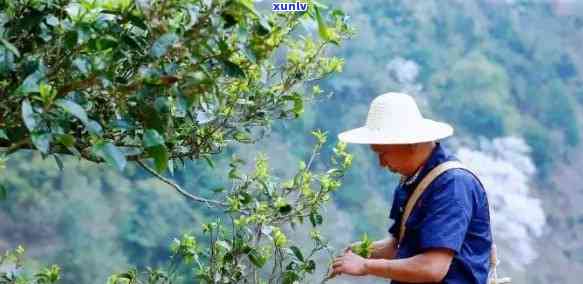 易武茶产地：探索普洱茶品质与口感的极致之选