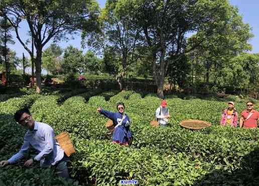 2月份去普洱茶博苑