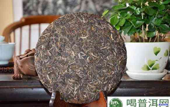 大号普洱茶好不好