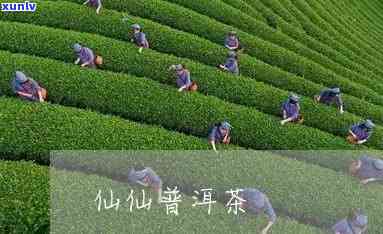 仙仙普洱茶官网停更