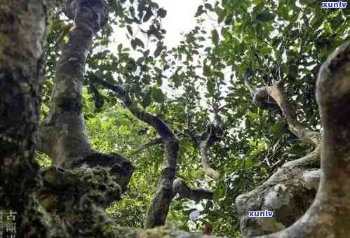 景迈山古树普洱茶的收藏价值、品质及投资前景全面解析