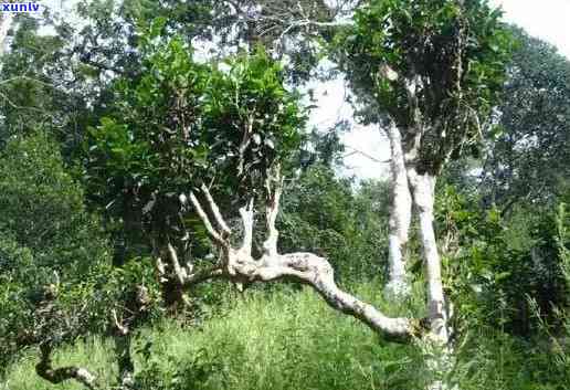 景迈山古树普洱茶口感特点及价格解析