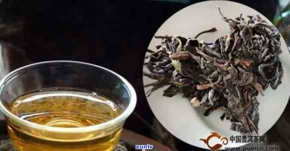 古树普洱茶：口感独特，特点明显，品鉴体验分享