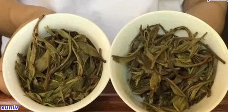 探究普洱茶生熟茶叶叶底色差异：一份深度解析