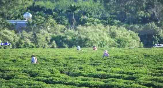 三亚旅游：探索适合当地气候的茶叶品种及饮用方式