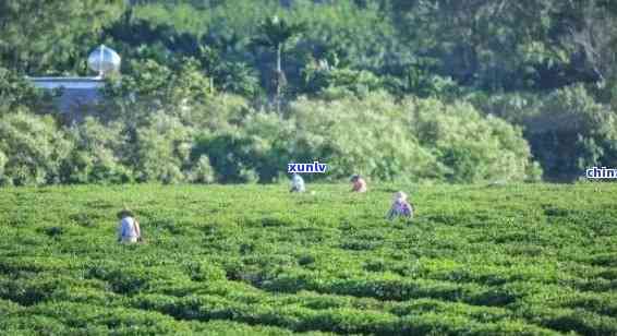 三亚特色茶饮：品味海南当地茶叶文化