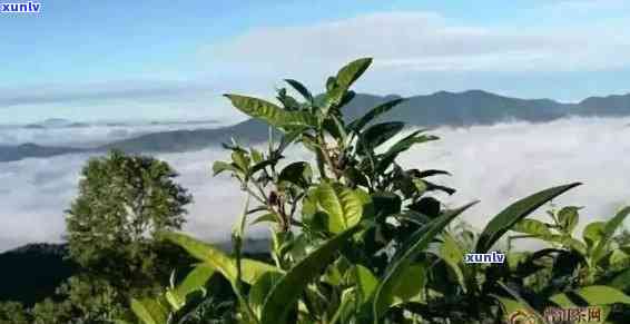 临沧四大雪山普洱茶特点：口感、区别与大雪山的独特魅力