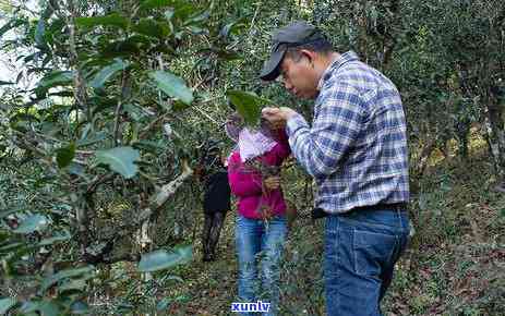 四大雪山普洱茶特点详解：从产地、品质到口感，一文掌握所有信息