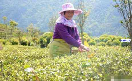 探索普洱茶产区的八大名山：品味独特的山头茶韵