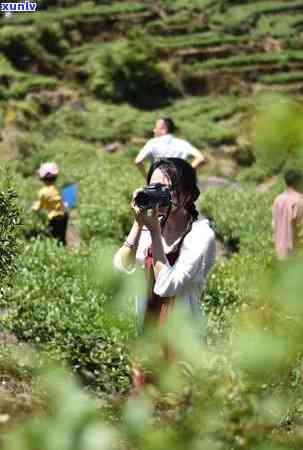 探索普洱茶产区的八大名山：品味独特的山头茶韵