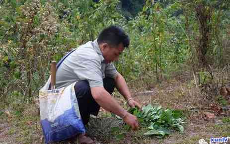 八大山的普洱茶特点