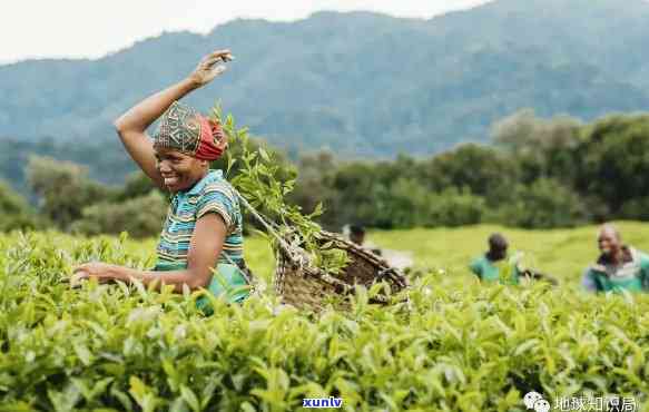 东南亚优质茶叶在东南市场崭露头角