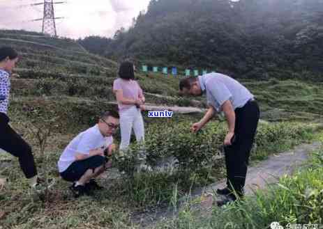 华洋茶业普洱茶价格汇总：一斤、一盒、一瓶都多少钱？