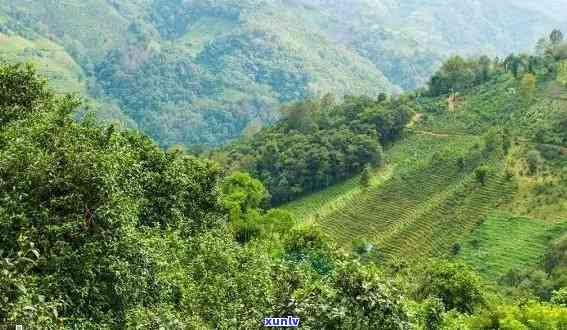 六大茶山系列普洱：探索云南普洱茶的六大名山，品味不同的茶叶风情