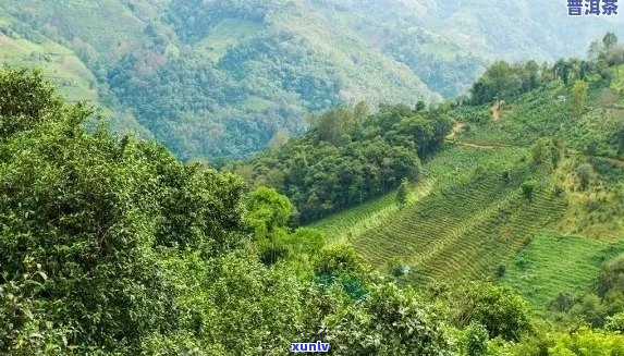 云南十大名山普洱茶产地及排名：探寻云南普洱茶的十大茶山