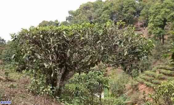 云南十大名山普洱茶产地及排名：探寻云南普洱茶的十大茶山