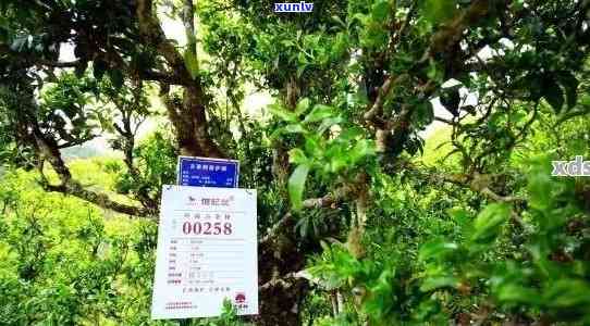 普洱茶王茶叶：品种、产地、 *** 工艺、功效与品鉴指南，一篇全面解答！