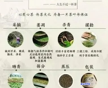 普洱茶王茶叶：品种、产地、 *** 工艺、功效与品鉴指南，一篇全面解答！