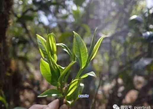 探寻普洱茶芽头之谜：它们究竟去了哪里？