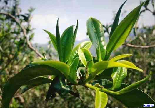 探寻普洱茶芽头之谜：它们究竟去了哪里？