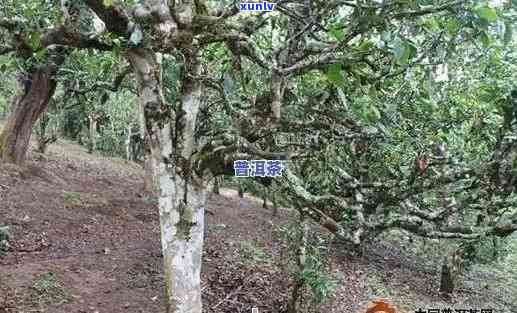 全面解析：安腊山普洱茶的品质、口感、功效与泡法，解答您的所有疑问