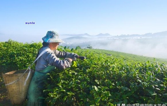 探索普洱茶八大经典：传统工艺与现代口感的完美融合