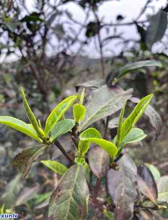 探索普洱茶十大名山头：从产地到品种，全面了解普洱茶的魅力