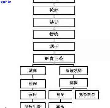 从茶园到茶杯：普洱茶的精工艺与完整 *** 流程详解