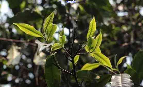 普洱茶跟树枝一样吗