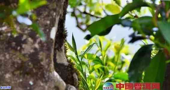 倚邦茶区普洱茶特点解析：从品种、土到 *** 工艺全方位了解