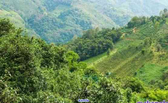 倚邦茶区普洱茶特点解析：从品种、土到 *** 工艺全方位了解