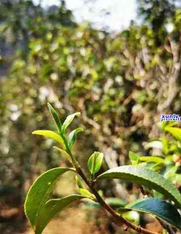 倚邦茶区普洱茶特点解析：从品种、土到 *** 工艺全方位了解