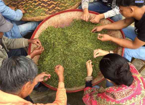 普洱茶那座山头：寻找品质的茶叶产地