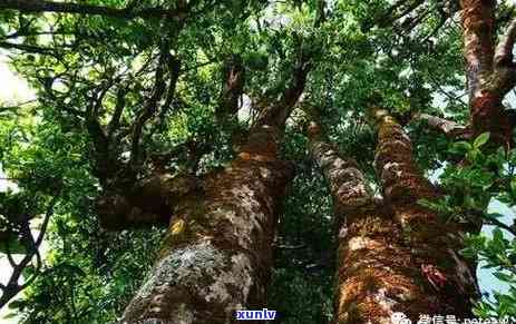 香竹箐普洱茶知名度：特点与90年代价格分析