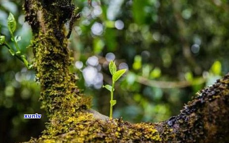 探寻普洱茶品质：哪一款能让你的味蕾舞动？