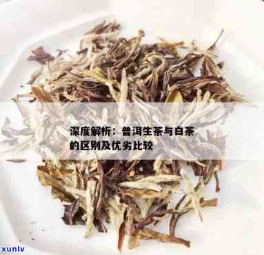 白茶与普洱茶的区别对比分析：哪个更好？