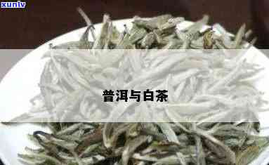 白茶跟普洱茶一样吗