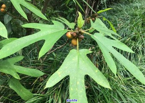 黄芪和普洱茶一起喝会上火吗：女性及女生能否饮用？