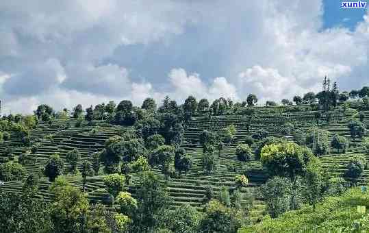 云桢号·版纳风情：普洱茶的云南印象之旅