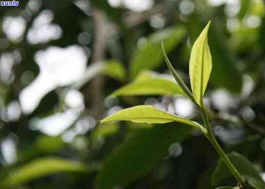 探索普洱茶的历与现代：从古六大茶山到新六大茶山的变迁