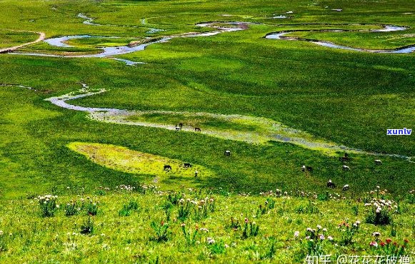 若尔盖地区的地形特点：高原还是平原？解析其地理特征与影响