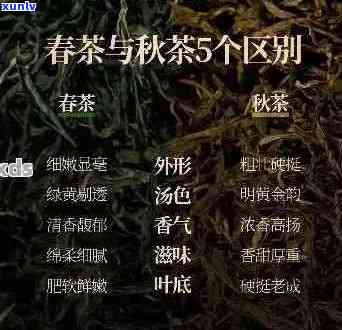 普洱茶四茶品划分及特点解析：了解春秋茶的不同之处