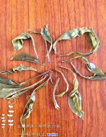 普洱茶叶中的马蹄成分解析：为何它们在茶叶中起重要作用？