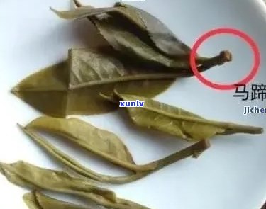 普洱茶叶中的马蹄成分解析：为何它们在茶叶中起重要作用？