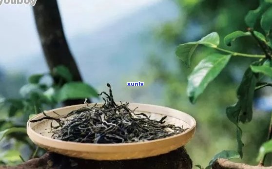 千年古树普洱茶究竟有何特别之处？——探究其独特魅力与特点