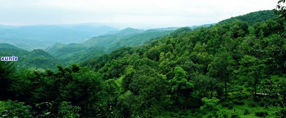 探究普洱茶市场：千年古树普洱茶价格波动及消费者关注点