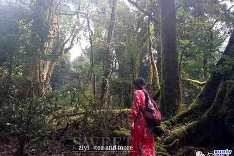 大雪山古树普洱茶生茶价格及购买指南：了解品种、品质与市场动态