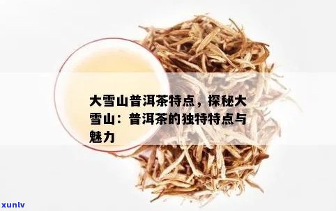 '大雪山普洱茶特点和功效：口感醇厚，降脂减肥，助消化，抗衰老'